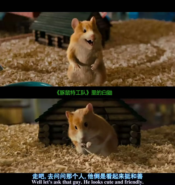 寝室里的小仓鼠